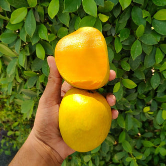 Alphonso Mango (Ratnagiri)