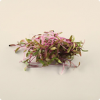 Red Amaranth Microgreen