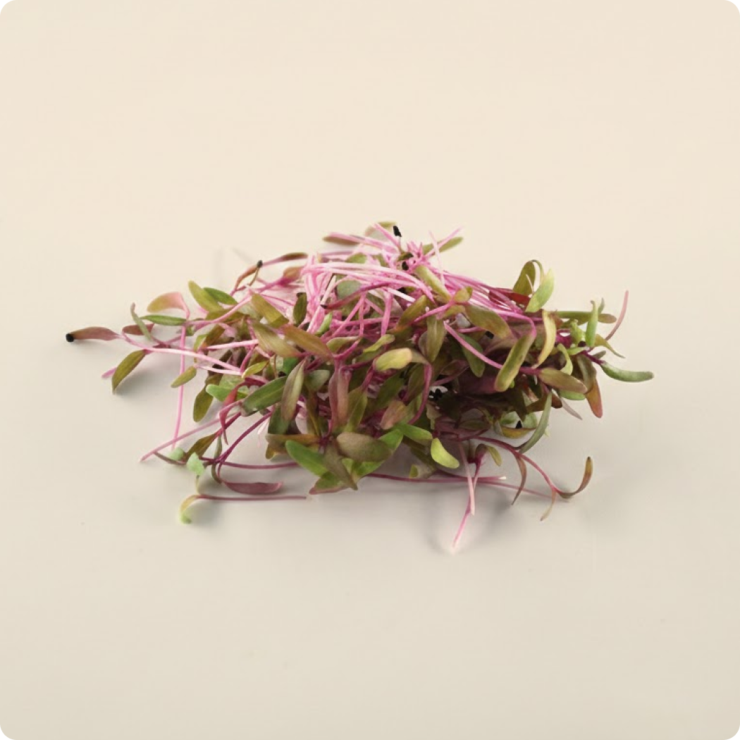 Red Amaranth Microgreen