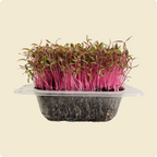 Red Amaranth Microgreen Live