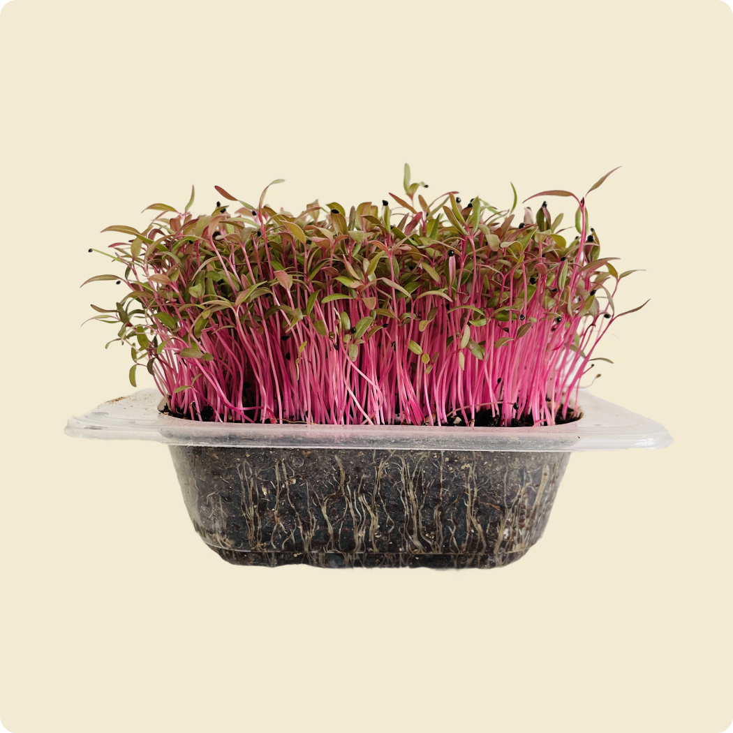 Red Amaranth Microgreen Live