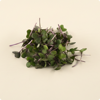 Red Cabbage Microgreen