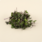 Red Cabbage Microgreen