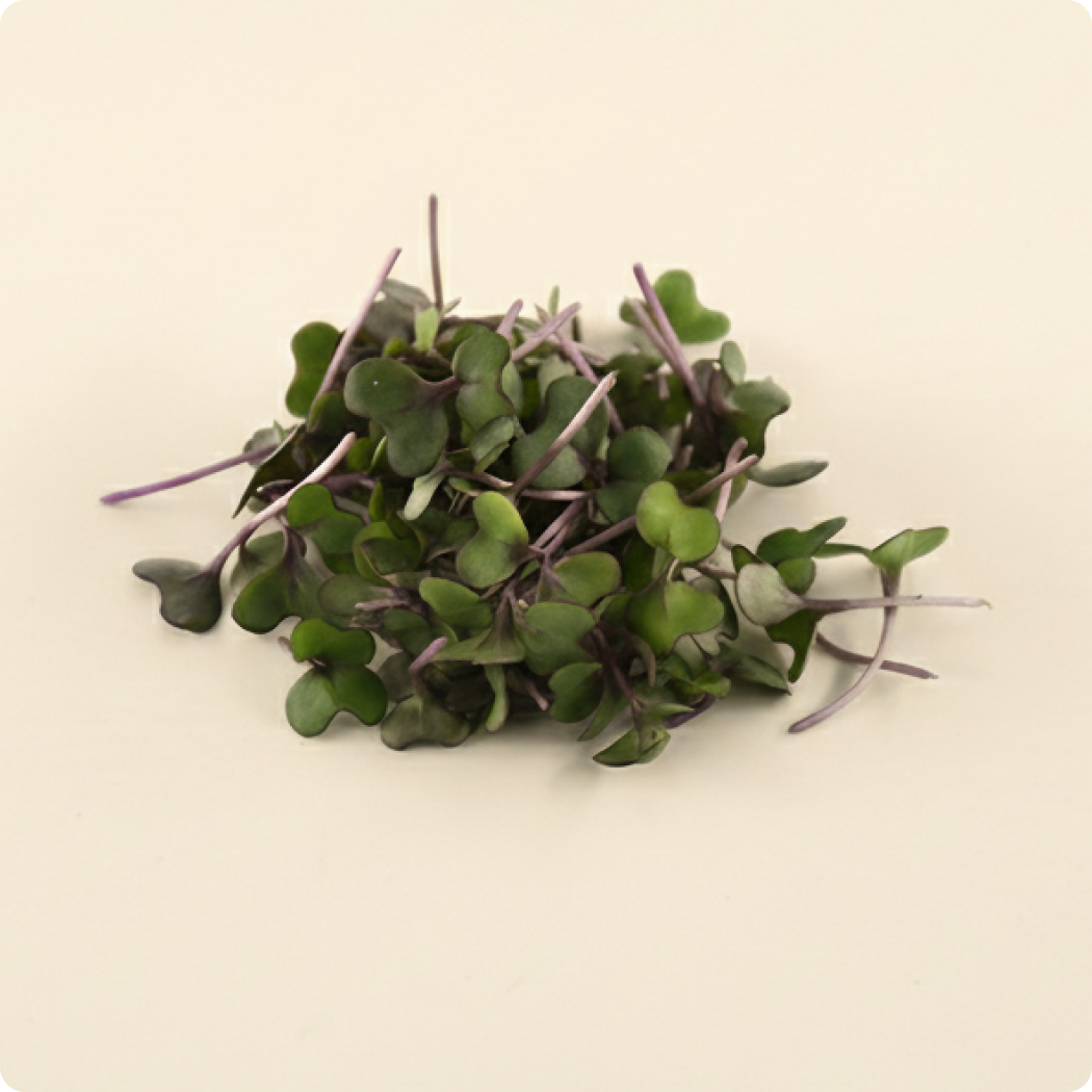Red Cabbage Microgreen