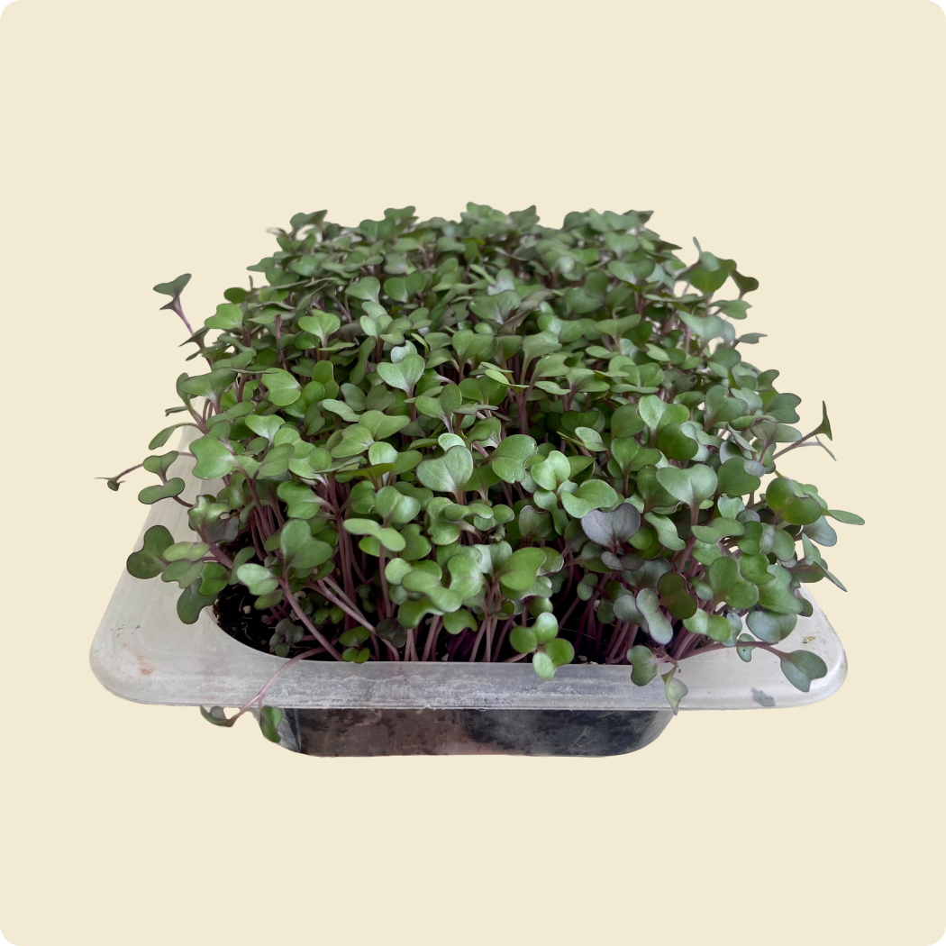Red Cabbage Microgreen Live