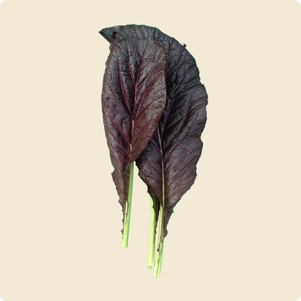 Red Japanese Mustard
