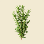 Rosemary