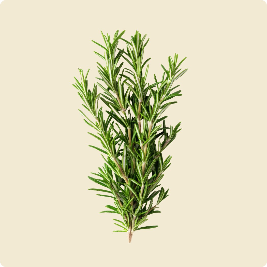 Rosemary