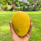 Mango (Safeda)