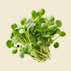 Sunflower Microgreen