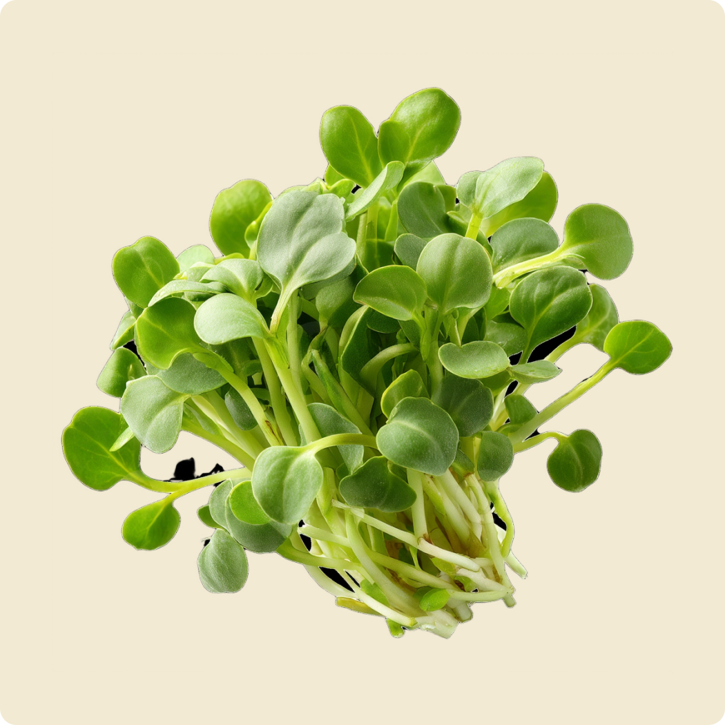 Sunflower Microgreen