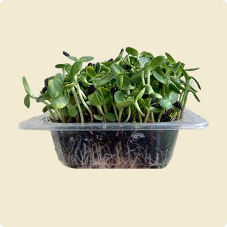 Sunflower Microgreen live