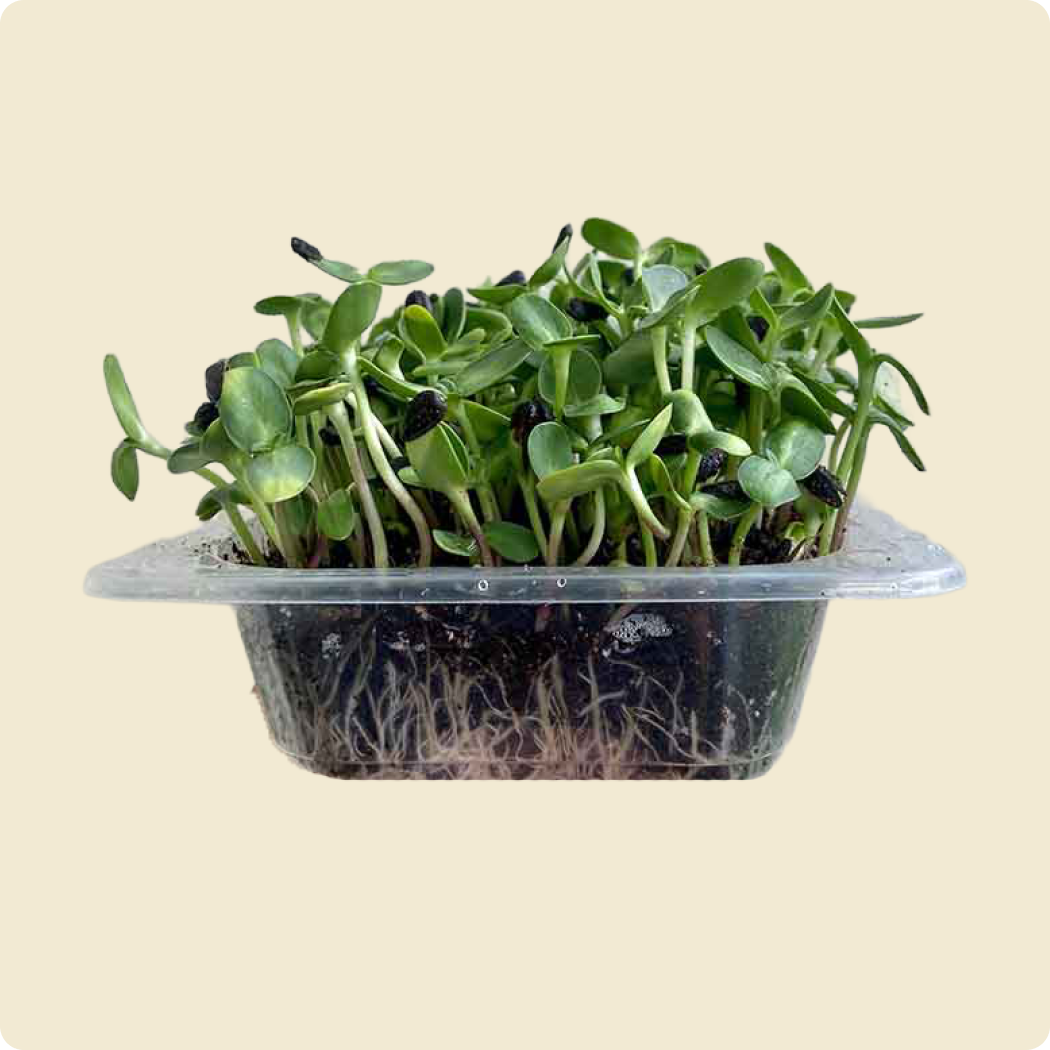 Sunflower Microgreen live