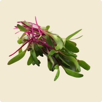 Swiss Chard Microgreen