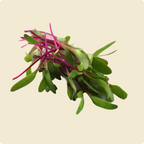 Swiss Chard Microgreen