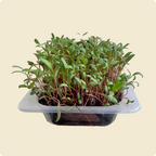 Swiss Chard Microgreen Live