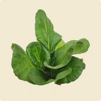 Tatsoi