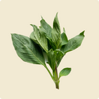 Thai Basil