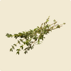 Thyme