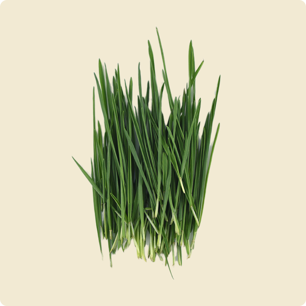 Wheatgrass Microgreen