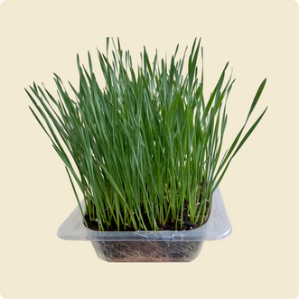 Wheatgrass Microgreen Live