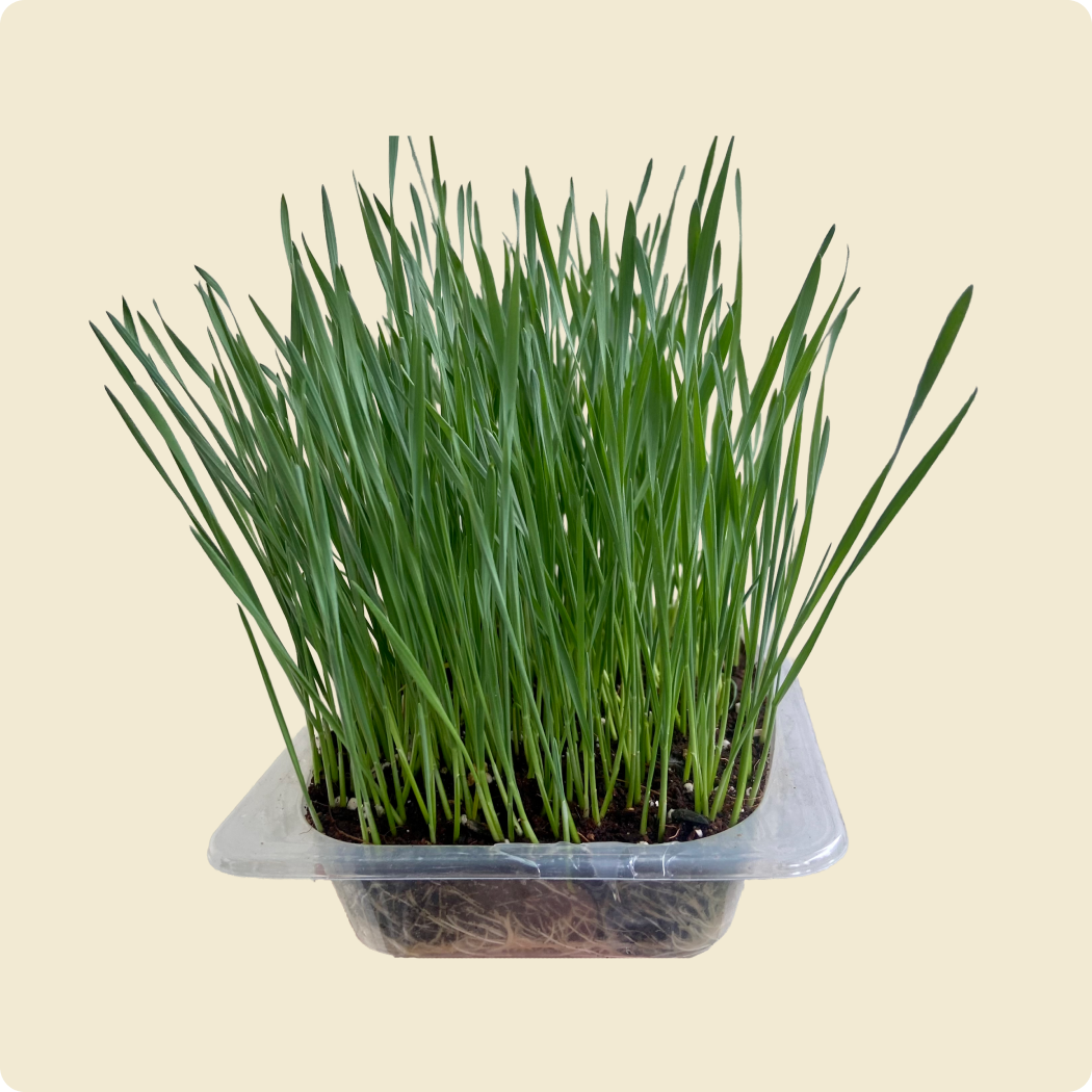 Wheatgrass Microgreen Live