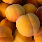 Apricot