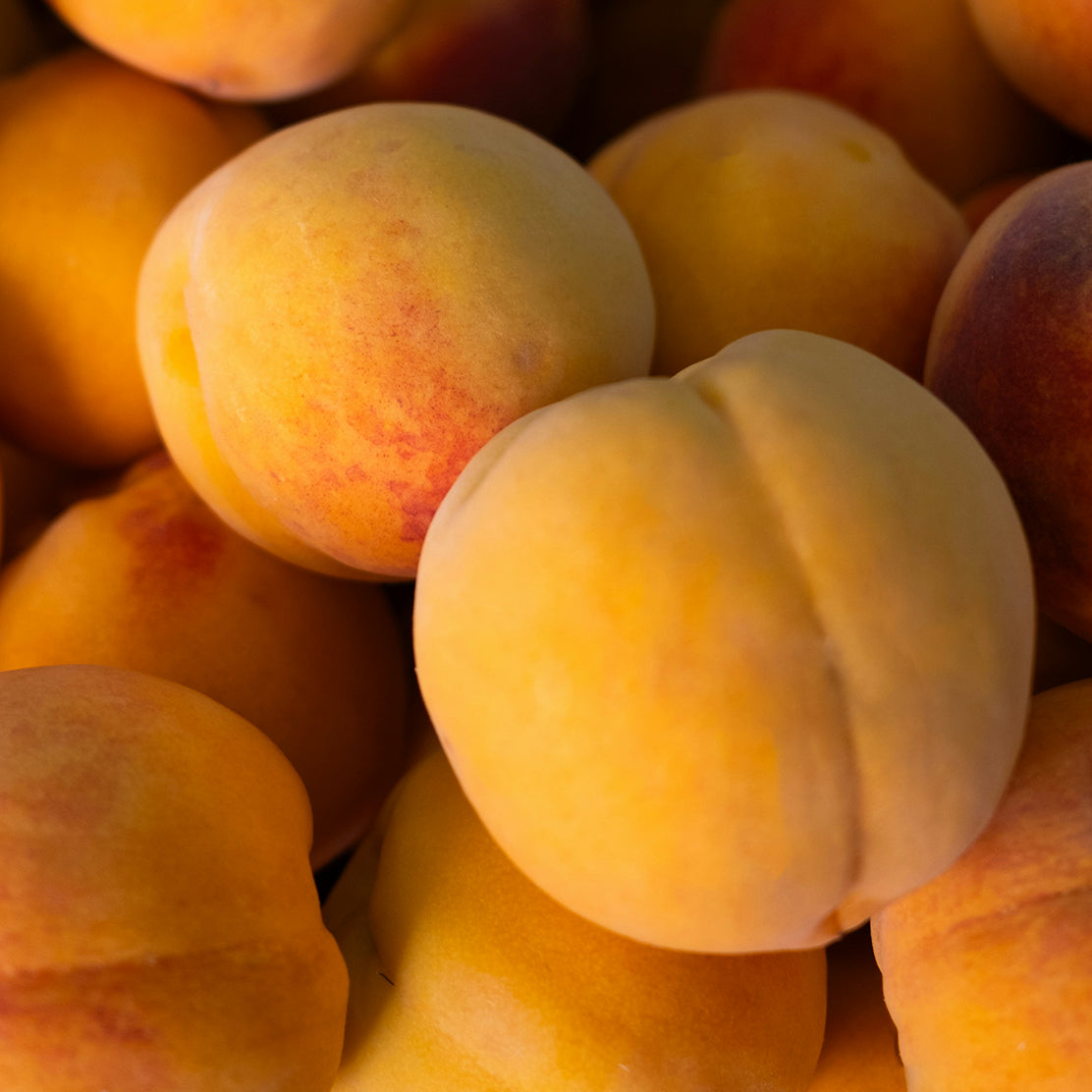 Apricot