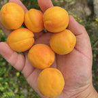 Apricot