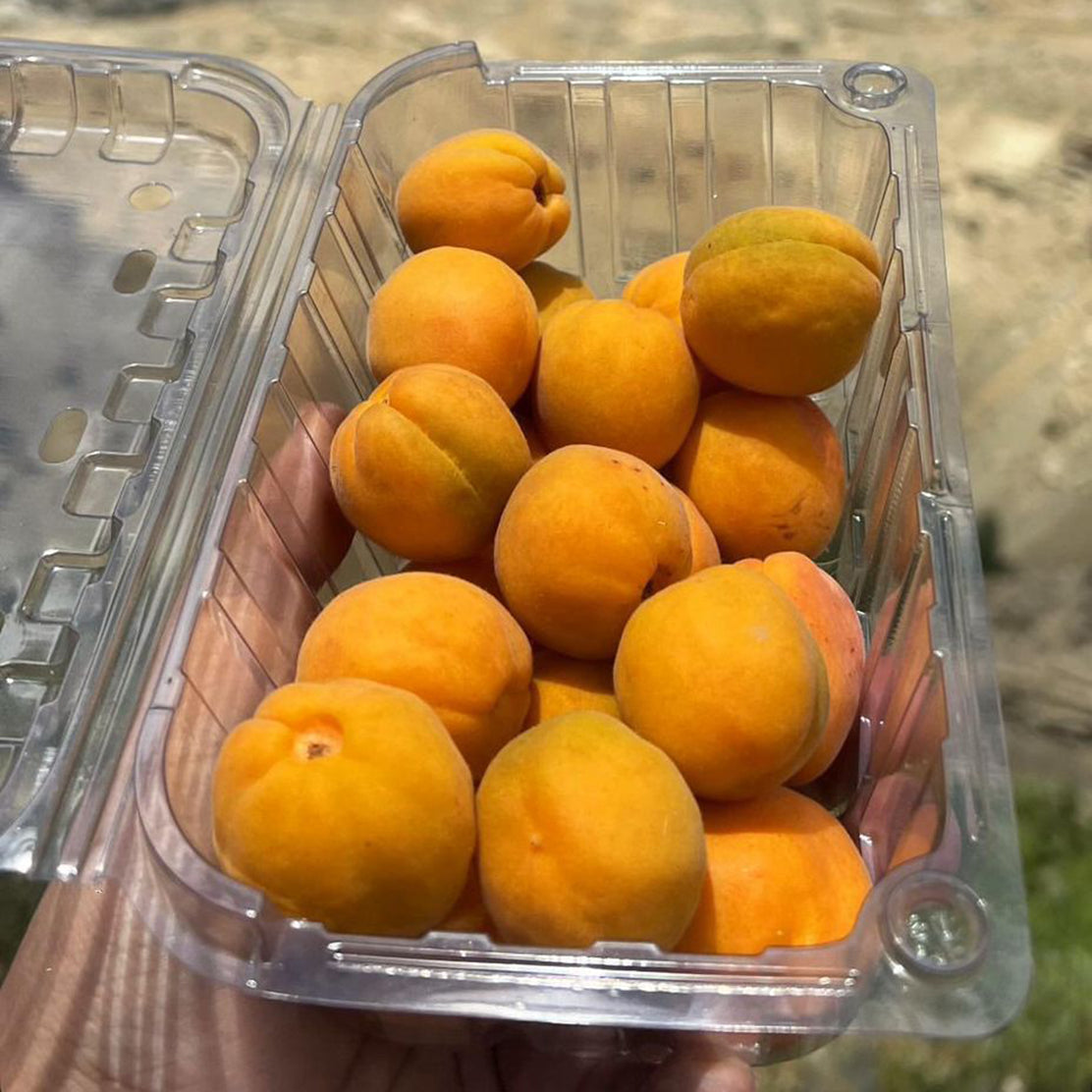 Apricot