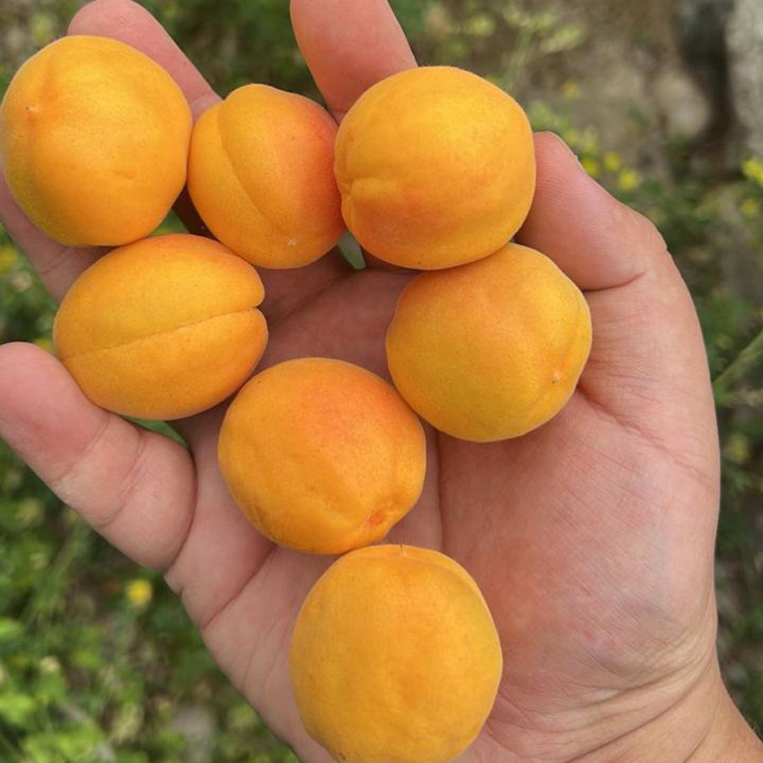 Halman Ladakhi Apricots