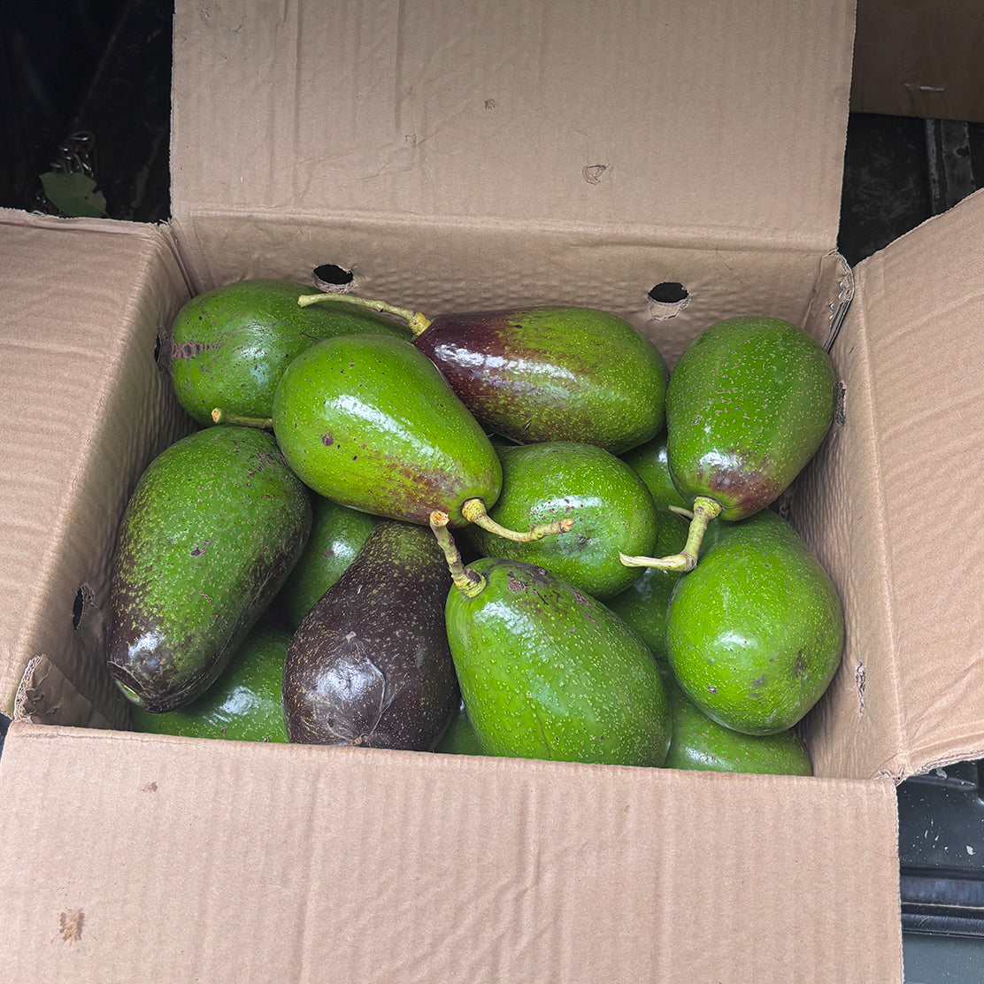 Kerehaklu Choquette Avocados