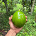 Kerehaklu Choquette Avocados