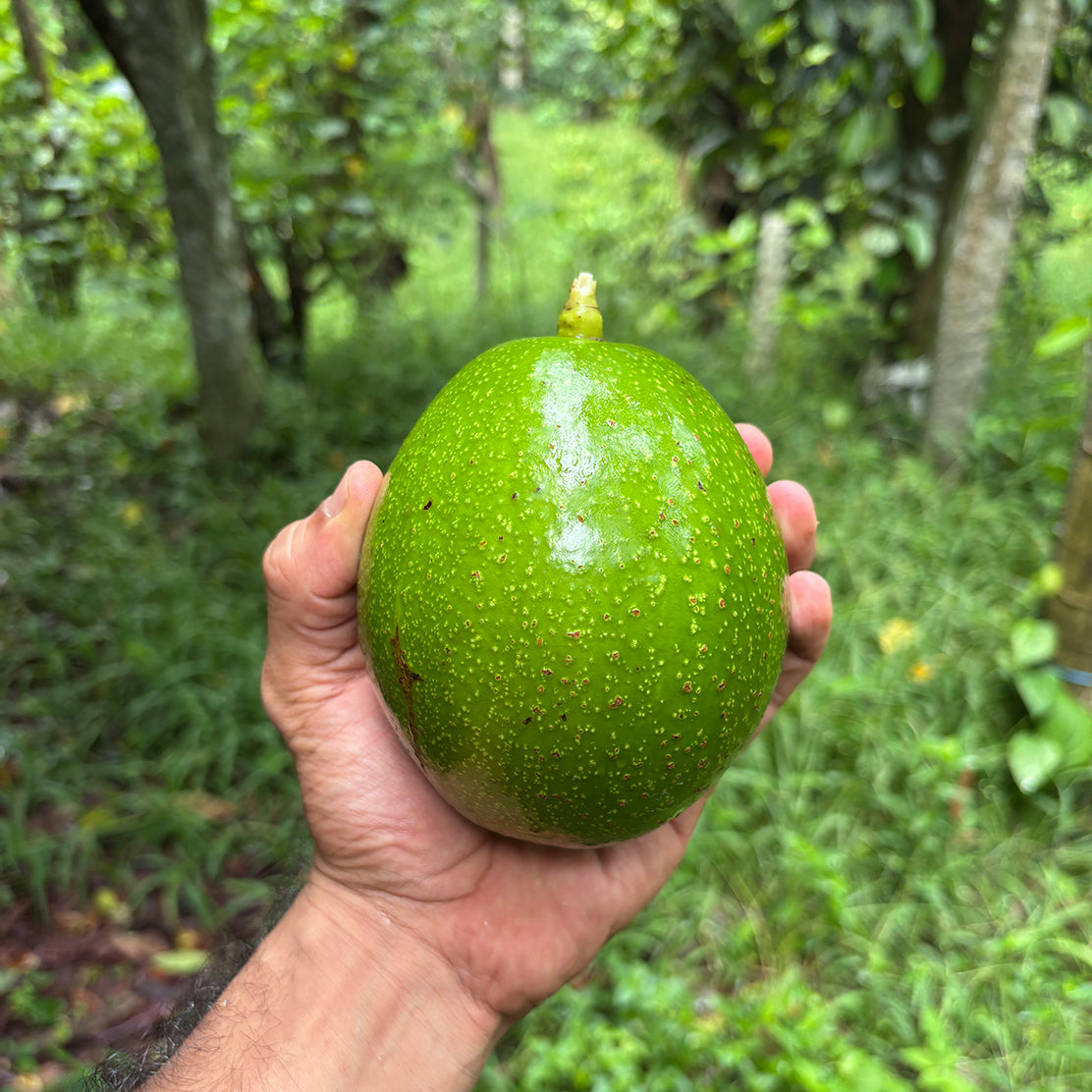 Kerehaklu Choquette Avocados
