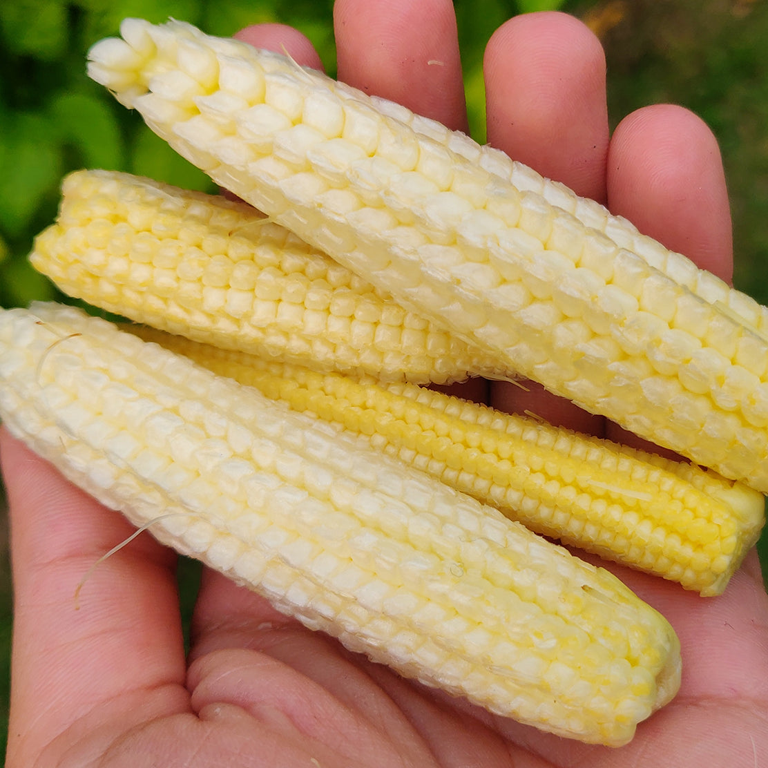 Baby Corn