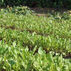 Baby Spinach