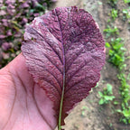Baby Red Japanese Mustard