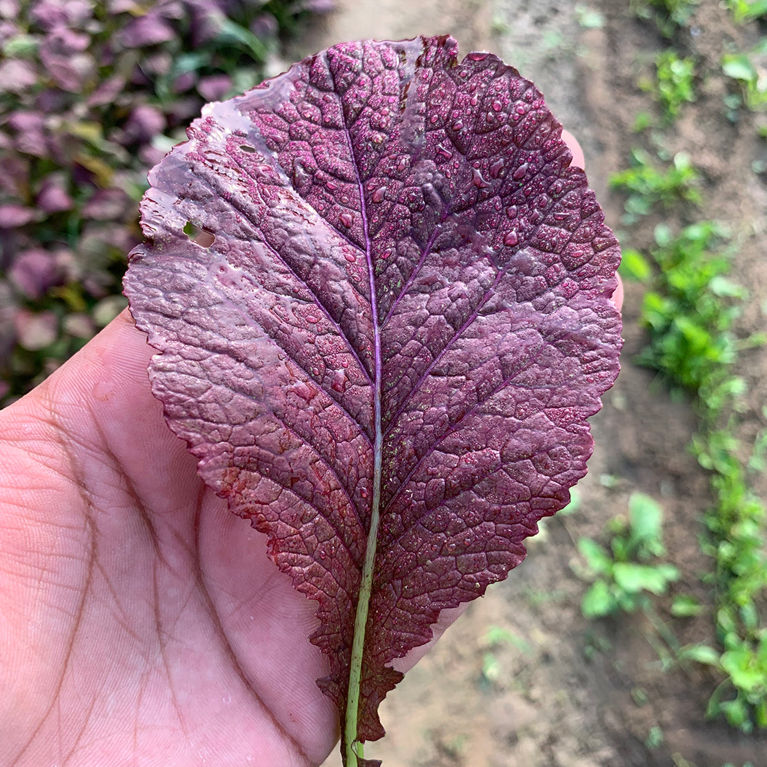 Baby Red Japanese Mustard