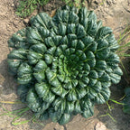 Baby Tatsoi