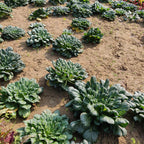 Baby Tatsoi
