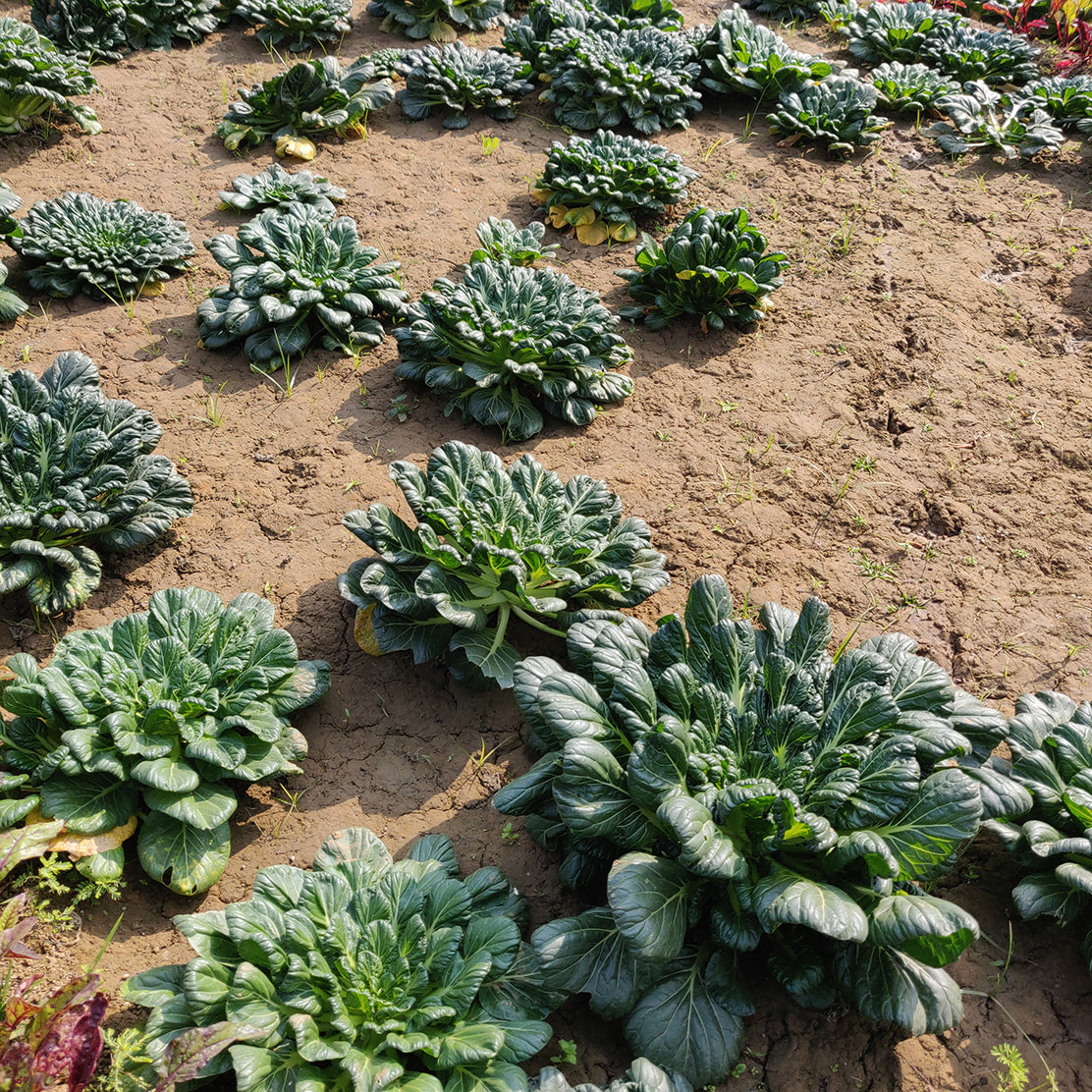 Baby Tatsoi