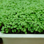 Basil Microgreen