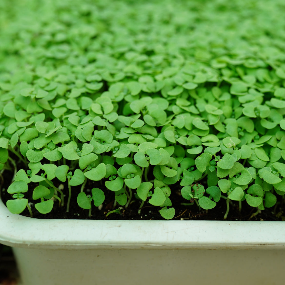 Basil Microgreen