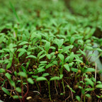 Beetroot Microgreen