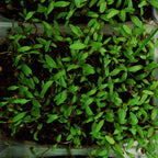 Beetroot Microgreen Live