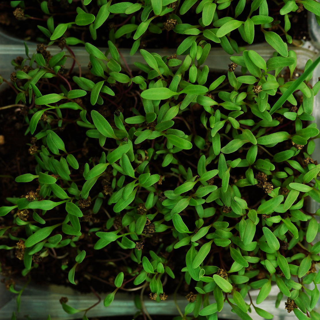 Beetroot Microgreen Live