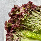 Lettuce (Black Rose)