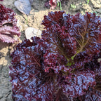 Lettuce (Black Rose)
