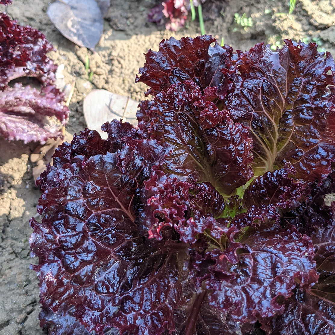 Lettuce (Black Rose)
