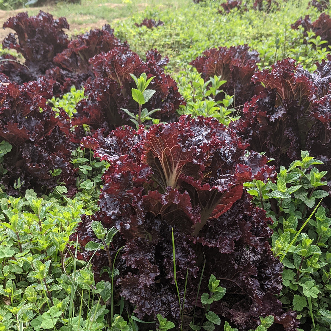 Lettuce (Black Rose)